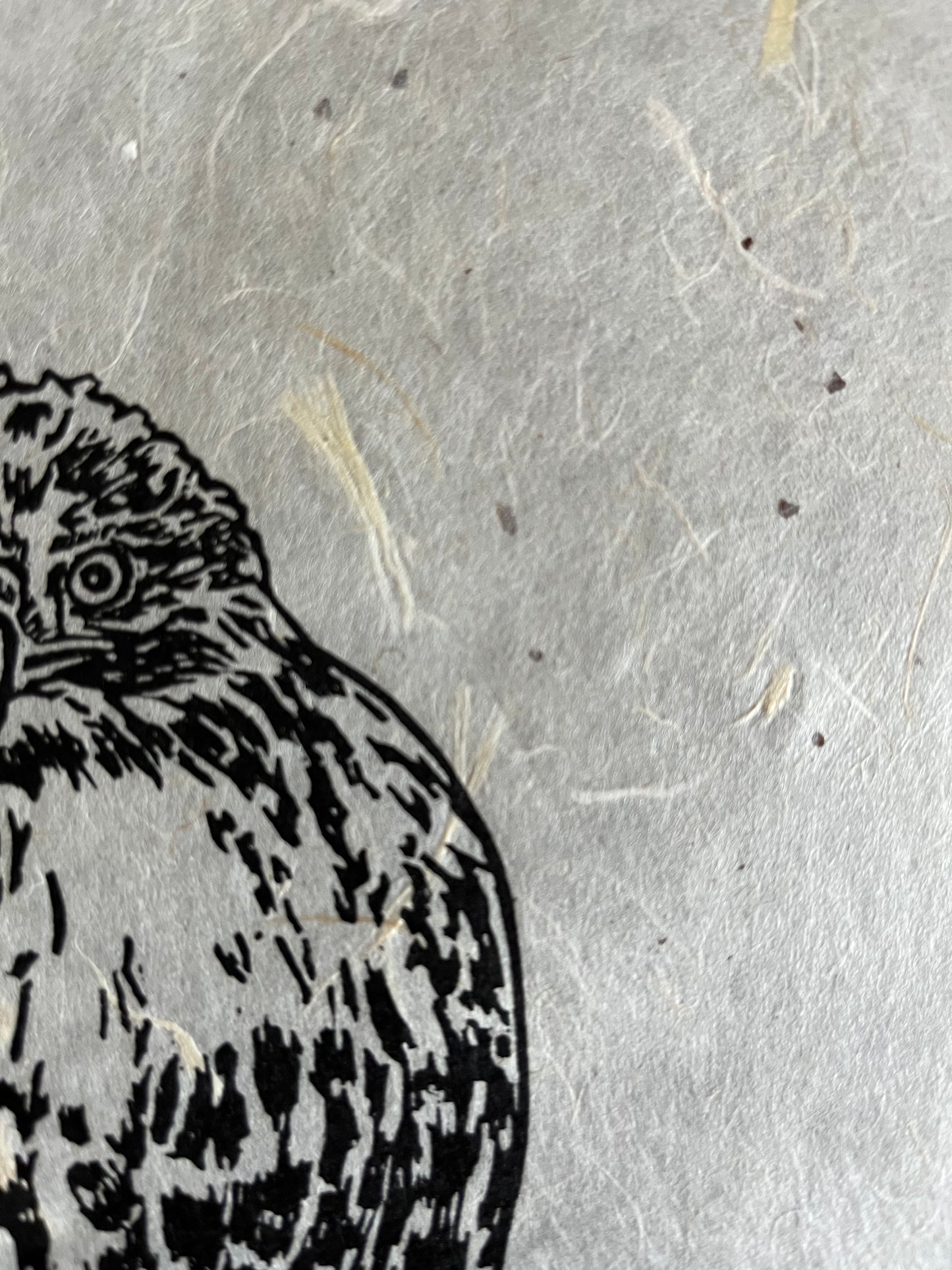 'Obrey' Hawk Linocut Print