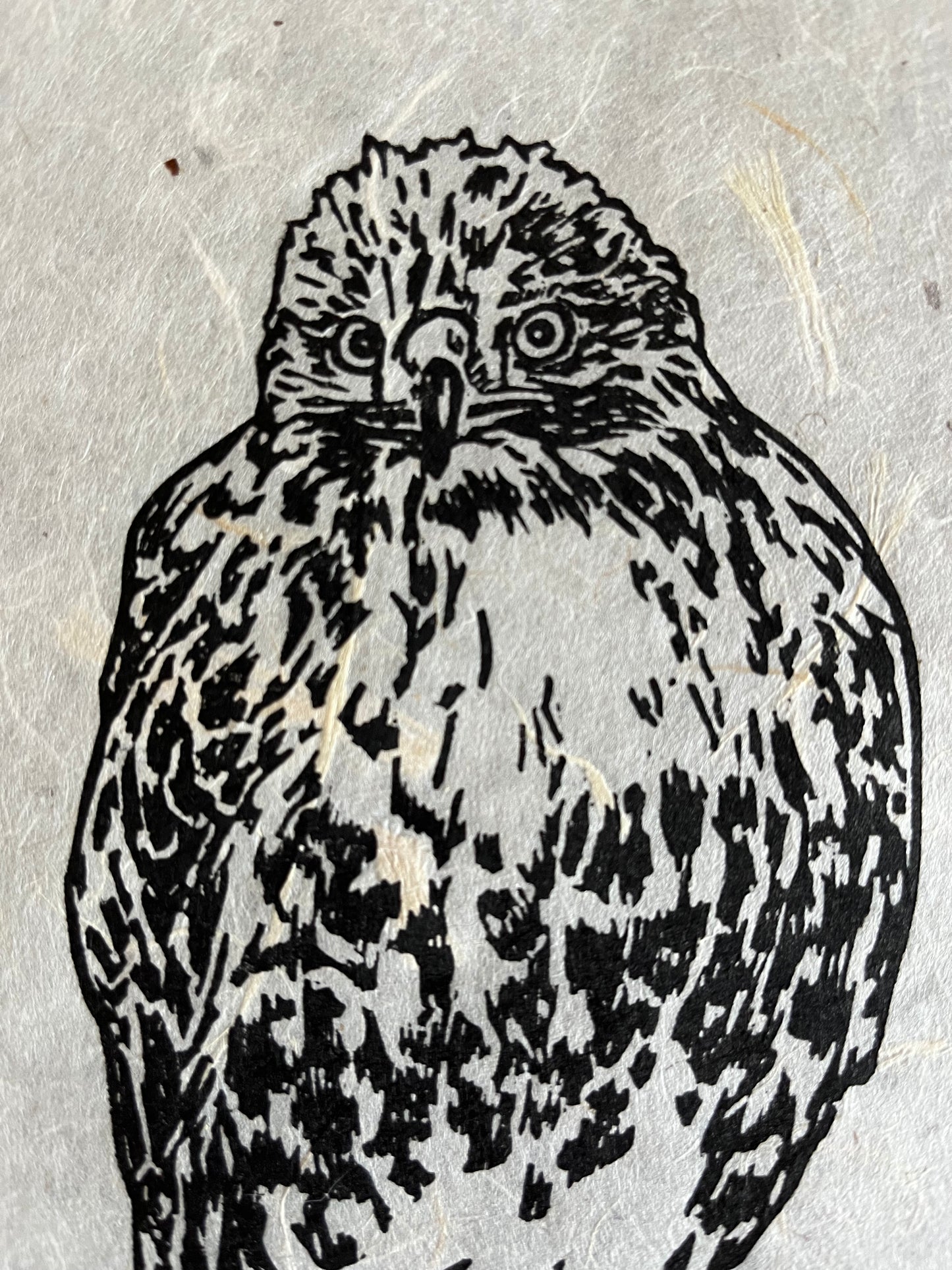 'Obrey' Hawk Linocut Print